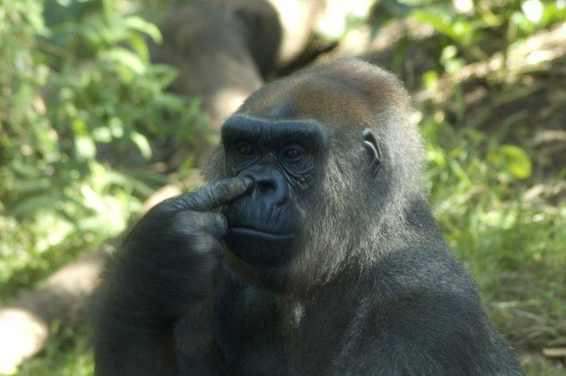 zoo_128 [800x600].jpg